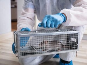 mice removal
